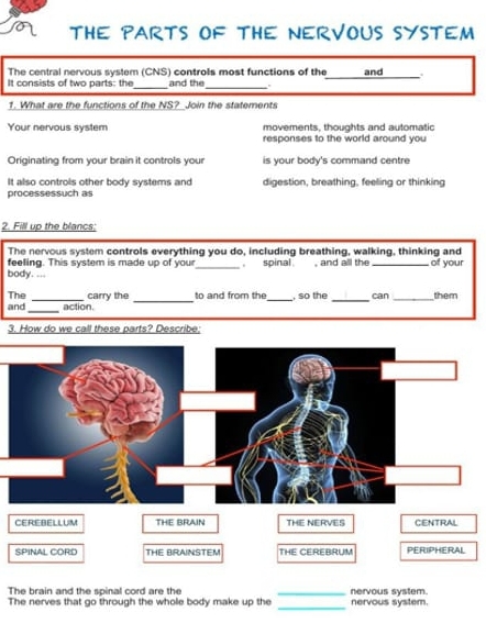 THE PARTS OF THE NERVOUS SYSTEM
The central nervous system (CNS) controls most functions of the and .
It consists of two parts: the_ and the_
_
1. What are the functions of the NS? Join the statements
movements, thoughts and automatic
Your nervous system responses to the world around you
Originating from your brain it controls your is your body's command centre
It also controls other body systems and digestion, breathing, feeling or thinking
processessuch as
2. Fill up the blancs;
The nervous system controls everything you do, including breathing, walking, thinking and
feeling. This system is made up of your _. spinal . , and all the _of your
body. ...
_
The _carry the to and from the_ , so the _can _them
and_ action.
3. How do we call these parts? Describe;
CEreBELLUM THE BRAIN THE NERVES CENTRAL
SPINAL CORD THE BRAINSTEM THE CEREBRUM PERIPHERAL
The brain and the spinal cord are the
_
The nerves that go through the whole body make up the _nervous system. nervous system.