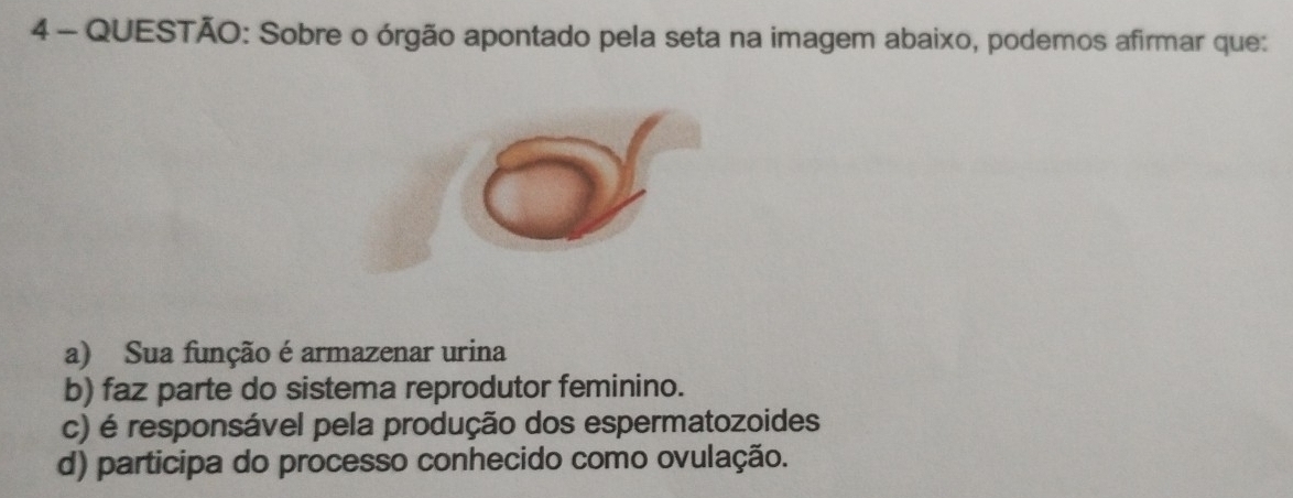 Sobre o órgão apontado pela seta na imagem abaixo, podemos afirmar que:
a) Sua função é armazenar urina
b) faz parte do sistema reprodutor feminino.
c) é responsável pela produção dos espermatozoides
d) participa do processo conhecido como ovulação.