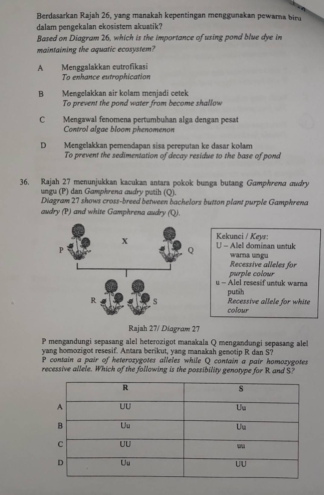 Berdasarkan Rajah 26, yang manakah kepentingan menggunakan pewarna biru
dalam pengekalan ekosistem akuatik?
Based on Diagram 26, which is the importance of using pond blue dye in
maintaining the aquatic ecosystem?
A Menggalakkan eutrofikasi
To enhance eutrophication
B Mengelakkan air kolam menjadi cetek
To prevent the pond water from become shallow
C Mengawal fenomena pertumbuhan alga dengan pesat
Control algae bloom phenomenon
D Mengelakkan pemendapan sisa pereputan ke dasar kolam
To prevent the sedimentation of decay residue to the base of pond
36. Rajah 27 menunjukkan kacukan antara pokok bunga butang Gamphrend audry
ungu (P) dan Gamphrena audry putih (Q).
Diagram 27 shows cross-breed between bachelors button plant purple Gamphrena
audry (P) and white Gamphrena audry (Q).
Kekunci / Keys:
U - Alel dominan untuk
warna ungu
Recessive alleles for
purple colour
u - Alel resesif untuk warna
putih
Recessive allele for white
colour
Rajah 27/ Diagram 27
P mengandungi sepasang alel heterozigot manakala Q mengandungi sepasang alel
yang homozigot resesif. Antara berikut, yang manakah genotip R dan S?
P contain a pair of heterozygotes alleles while Q contain a pair homozygotes
recessive allele. Which of the following is the possibility genotype for R and S?