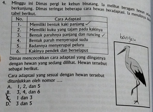 Minggu ini Dimas pergi ke kebun binatang. la melihat beragam hewan se
berkunjung. Dimas teringat beberapa cara hewan beradaptasi. la menulisnya da
tabel berikut.
Dimas mencocokkan cara adaptasi yang diingatnya
dengan hewan yang sedang dilihat. Hewan tersebut
sebagai berikut.
Cara adaptasi yang sesuai dengan hewan tersebut
ditunjukkan oleh nomor ....
A. 1, 2, dan 5
B. 3, 4, dan 6
C. 1 dan 3
D. 3 dan 5