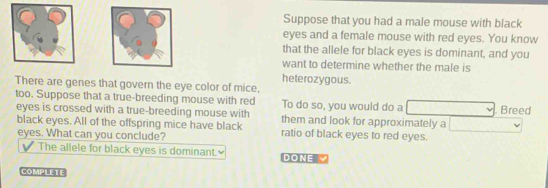 Suppose that you had a male mouse with black 
eyes and a female mouse with red eyes. You know 
that the allele for black eyes is dominant, and you 
want to determine whether the male is 
heterozygous. 
There are genes that govern the eye color of mice, 
too. Suppose that a true-breeding mouse with red To do so, you would do a Breed 
eyes is crossed with a true-breeding mouse with them and look for approximately a 
black eyes. All of the offspring mice have black ratio of black eyes to red eyes. 
eyes. What can you conclude? 
The allele for black eyes is dominant. DONE 
COMPLETE