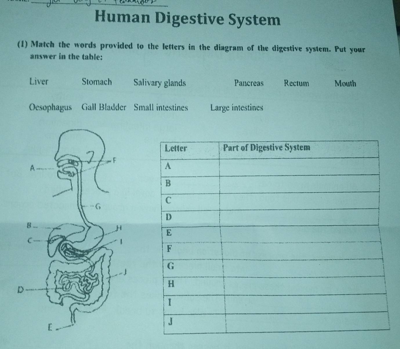 Human Digestive System
(1) Match the words provided to the letters in the diagram of the digestive system. Put your
answer in the table:
Liver Stomach Salivary glands Pancreas Rectum Mouth
Oesophagus Gall Bladder Small intestines Large intestines