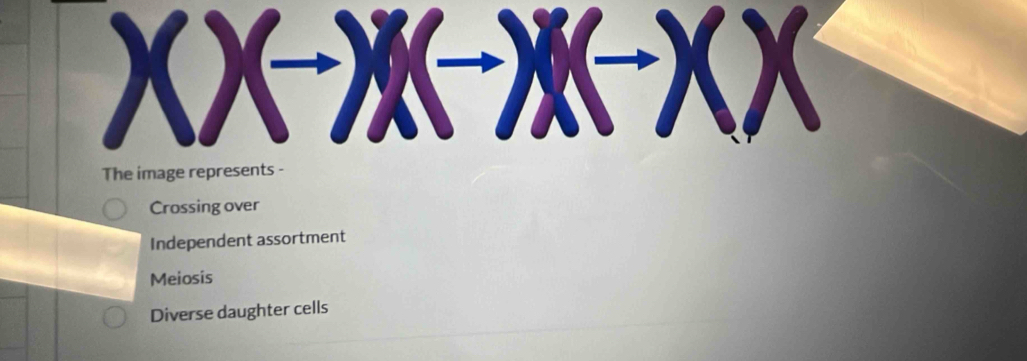 The image represents -
Crossing over
Independent assortment
Meiosis
Diverse daughter cells