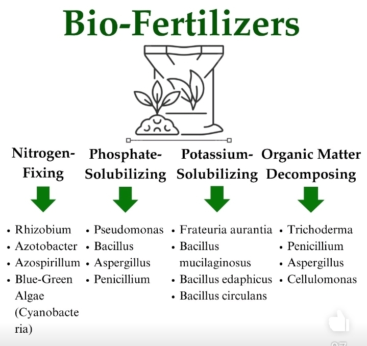 Bio-Fertilizers
Nitrogen- Phosphate- Potassium- Organic Matter
Fixing Solubilizing Solubilizing Decomposing
Rhizobium Pseudomonas Frateuria aurantia Trichoderma
Azotobacter Bacillus Bacillus Penicillium
Azospirillum Aspergillus mucilaginosus Aspergillus
Blue-Green Penicillium Bacillus edaphicus • Cellulomonas
Algae Bacillus circulans
(Cyanobacte
ria)