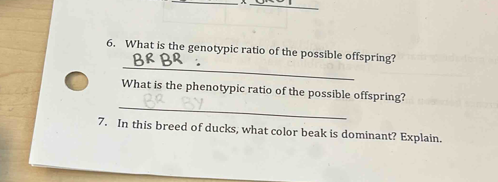 What is the genotypic ratio of the possible offspring? 
_ 
What is the phenotypic ratio of the possible offspring? 
7. In this breed of ducks, what color beak is dominant? Explain.