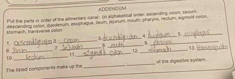 ADDENDUM 
Put the parts in order of the alimentary canal: (in alphabetical order; ascending colon, cecum, 
descending colon, duodenum, esophagus, ileum, jejunum, mouth, pharynx, rectum, sigmoid colon, 
stomach, transverse colon 
4._ 
_5 
1._ 
_2 
3._ 
_ 
8._ 
9. 
_ 
7. 
6._ 12._ 
13_ 
11 
10 
_ 
_ 
The listed components make up the __of the digestive system.