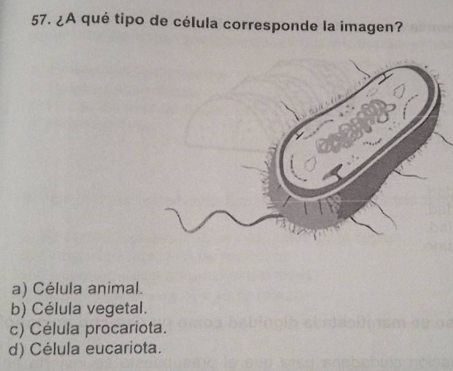 ¿A qué tipo de célula corresponde la imagen?
a) Célula animal.
b) Célula vegetal.
c) Célula procariota.
d) Célula eucariota.