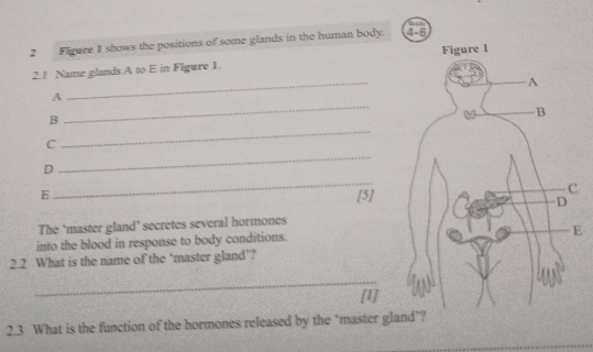 Flgure 1 shows the positions of some glands in the human body. 
2. ! Name glands A to E in Figure 1. 
_ 
A 
_ 
B 
_ 
C 
_ 
_ 
D 
E [5] 
The ‘master gland’ secretes several hormones 
E 
into the blood in response to body conditions. 
2.2 What is the name of the ‘master gland’? 
_ 
[1] 
2.3 What is the function of the hormones released by the ‘master glan