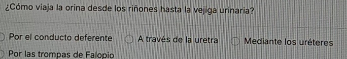 ¿Cómo viaja la orina desde los riñones hasta la vejiga urinaria?
Por el conducto deferente A través de la uretra Mediante los uréteres
Por las trompas de Falopio