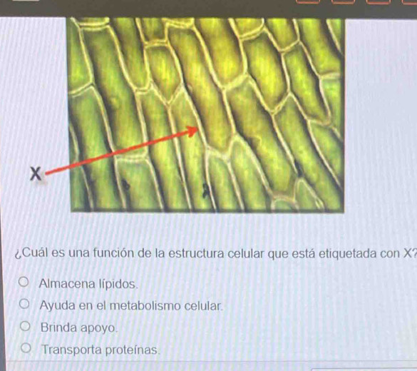 ¿Cuál es una función de la estructura celular que está etiquetada con X?
Almacena lípidos.
Ayuda en el metabolismo celular.
Brinda apoyo.
Transporta proteínas