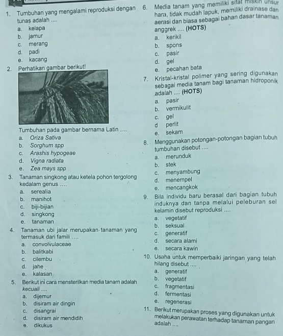 Tumbuhan yang mengalami reproduksi dengan 6. Media tanam yang memiliki sifat miskin unsur
hara, tidak mudah lapuk, memiliki drainase dan
tunas adalah ....
aerasi dan biasa sebagai bahan dasar tanaman
a. kelapa
b. jamur anggrek .... (HOTS)
a. kerikil
c. merang b. spons
d. padì
c. pasir
e. kacang
2. Perhatikan gambar berikut! d. gel
e. pecahan bata
7. Kristal-kristal polimer yang sering digunakan
sebagai media tanam bagi tanaman hidroponik
adalah .... (HOTS)
a. pasir
b. vermikulit
c. gel
Tumbuhan pada gambar bernama Latin .... d perlit
e. sekam
a. Oriza Sativa
b. Sorghum spp 8.  Menggunakan potongan-potongan bagian tubuh
c. Arashis hypogeae tumbuhan disebut ....
d. Vigna radiata a. merunduk
e. Zea mays spp b. stek
3. Tanaman singkong atau ketela pohon tergolong c. menyambung d. menempel
kedalam genus ....
a. serealia e. mencangkok
b. manihot 9. Bila individu baru berasal dari bagian tubuh
c. biji-bijian induknya dan tanpa melalui peleburan sel
d. singkong kelamin disebut reproduksi ....
e. tanaman a. vegetatif
4. Tanaman ubi jalar merupakan tanaman yang c. generatif b. seksual
termasuk dari famili .... d. secara alami
a. convolvulaceae e. secara kawin
b. balitkabi 10. Usaha untuk memperbaiki jaringan yang telah
c. cilembu hilang disebut ....
d. jahe a. generatif
e. kalasan b. vegetatif
5. Berikut ini cara mensterilkan media tanam adalah c. fragmentasi
kecuali .... d. fermentasi
a. dijemur e. regenerasi
b. disiram air dingin 11. Berikut merupakan proses yang digunakan untuk
c. disangrai melakukan perawatan terhadap tanaman pangan
d. disiram air mendidih
e. dikukus
adalah ....