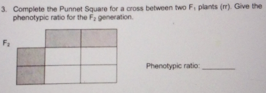 Complete the Punnet Square for a cross between two F_1 plants (rr). Give the 
phenotypic ratio for the F_2 generation.
F_2
Phenotypic ratio:_