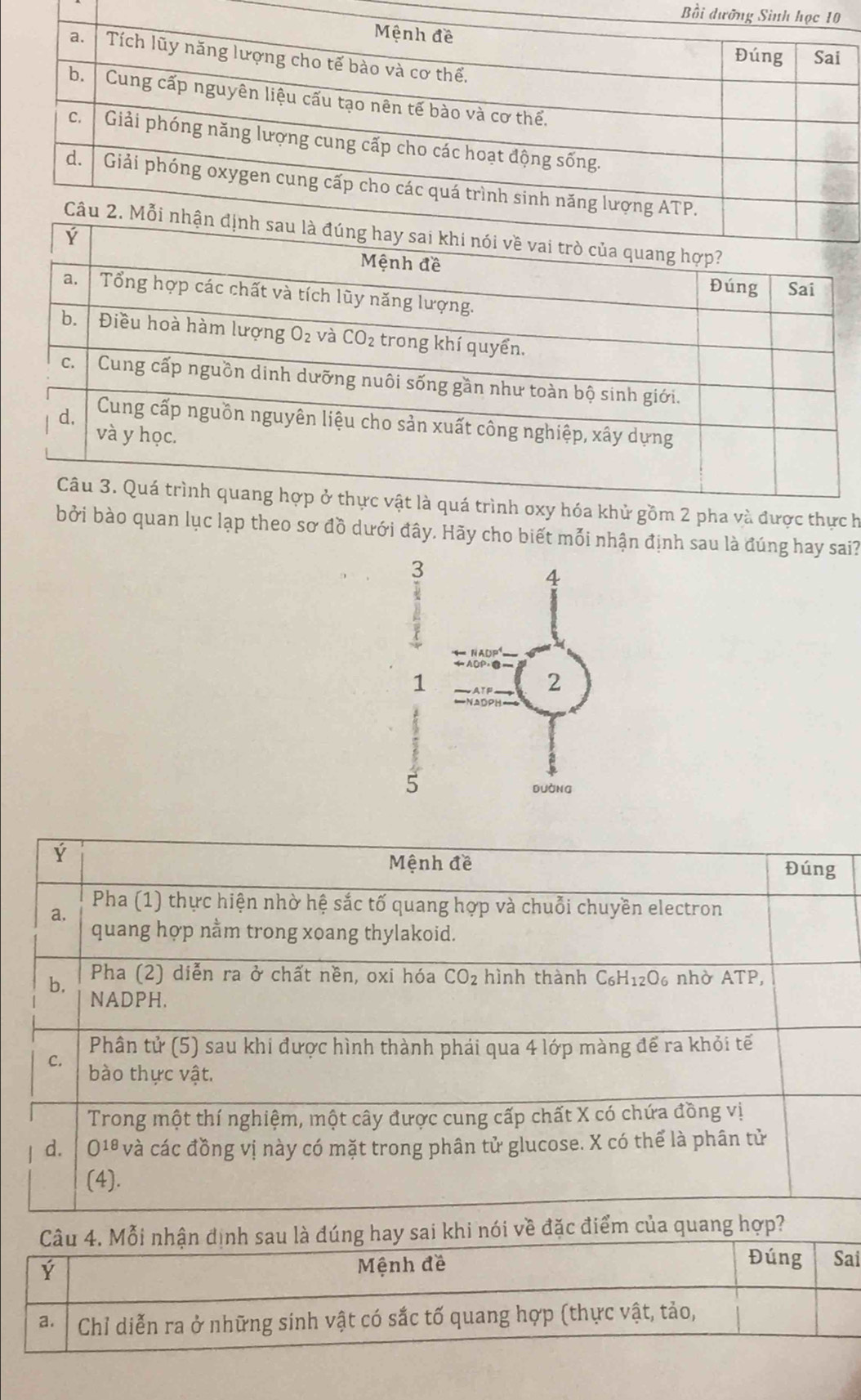 Bồi dưỡ
là quá trình oxy hóa khử gồm 2 pha và được thực h
bởi bào quan lục lạp theo sơ đồ dưới đây. Hãy cho biết mỗi nhận định sau là đúng hay sai?
3
4
1
2
5
duàng
Mệnh đề
Ý Đúng
a.
Pha (1) thực hiện nhờ hệ sắc tố quang hợp và chuỗi chuyền electron
quang hợp nằm trong xoang thylakoid.
Pha (2) diễn ra ở chất nền, oxi hóa CO_2 hình thành C₆H₁₂O₆ nhờ ATP,
b. NADPH.
Phân tử (5) sau khi được hình thành phải qua 4 lớp màng để ra khỏi tế
C. bào thực vật.
Trong một thí nghiệm, một cây được cung cấp chất X có chứa đồng vị
d. O1ª và các đồng vị này có mặt trong phân tử glucose. X có thể là phân tử
(4).
ói về đặc điểm của quang hợp?
i