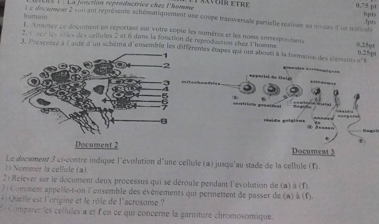 éc i e l : La fonction reproductrice chez l'homme
0,75 pt
PSAVOIR ETRE 6pts 
humain 
Le document 2 suivant représente schématiquement une coupe transversale partielle réalisée au niveau d'un testicule 
3pts 
1. Annotez ce document en reportant sur votre copie les numéros et les noms correspondants 0,25pt
2. Citez les rôles des cellules 2 et 6 dans la fonction de reproduction chez l'homme. 0.25pt
3. Presentez à l'aide d'un schéma d'ensemble les différentes étapes qui ont abouti à la formation des élements n°8
fagell 
Le document 3 ci-contre indique l'évolution d'une cellule (a) jusqu'au stade de la cellule (f). 
1 Nommer la cellule (a). 
2 Relever sur le document deux processus qui se déroule pendant l'évolution de (a) à (f). 
31 Comment appelle-t-on l'ensemble des évènements qui permettent de passer de (a) à (f). 
4) Quelle est l'origine et le rôle de l'acrosome ? 
5 Comparer les cellules a et f en ce qui concerne la garniture chromosomique.