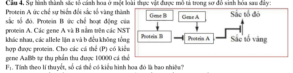 Sự hình thành săc tô cánh hoa ở một loài thực vật được mô tả trong sơ đô sinh hóa sau đây: 
Protein A ức chế sự biến đổi sắc tố vàng thà 
sắc tố đỏ. Protein B ức chế hoạt động c 
protein A. Các gene A và B nằm trên các NS 
khác nhau, các allele lặn a và b đều không tổ 
hợp được protein. Cho các cá thể (P) có ki 
gene AaBb tự thụ phần thu được 10000 cá thể
F_1. Tính theo lí thuyết, số cá thể có kiểu hình hoa đỏ là bao nhiêu?