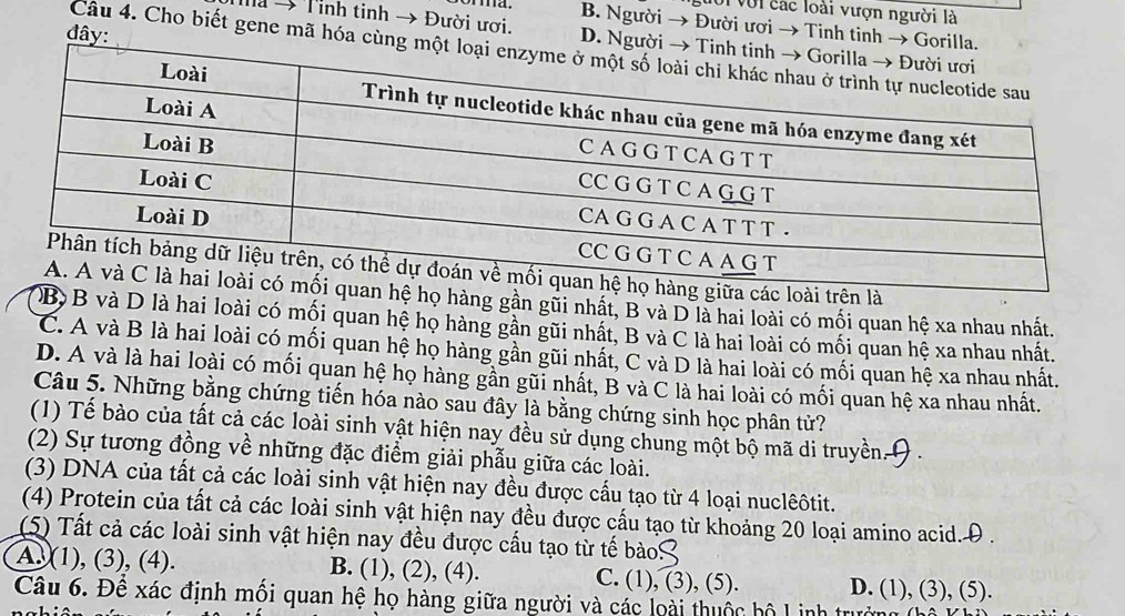 lội với các loài vượn người là
n a . B. Người → Đười ươi → Tinh tinh → Gorilla.
đây:
Ma → Tỉnh tinh → Đười ươi. D. Người 
Câu 4. Cho biết gene mã hóa cùng 
loài trên là
họ hàng gần gũi nhất, B và D là hai loài có mối quan hệ xa nhau nhất.
B B và D là hai loài có mối quan hệ họ hàng gần gũi nhất, B và C là hai loài có mối quan hệ xa nhau nhất.
C. A và B là hai loài có mối quan hệ họ hàng gần gũi nhất, C và D là hai loài có mối quan hệ xa nhau nhất.
D. A và là hai loài có mối quan hệ họ hàng gần gũi nhất, B và C là hai loài có mối quan hệ xa nhau nhất.
Câu 5. Những bằng chứng tiến hóa nào sau đây là bằng chứng sinh học phân tử?
(1) Tế bào của tất cả các loài sinh vật hiện nay đều sử dụng chung một bộ mã di truyền 9 .
(2) Sự tương đồng về những đặc điểm giải phẫu giữa các loài.
(3) DNA của tất cả các loài sinh vật hiện nay đều được cấu tạo từ 4 loại nuclêôtit.
(4) Protein của tất cả các loài sinh vật hiện nay đều được cấu tạo từ khoảng 20 loại amino acid.
(5) Tất cả các loài sinh vật hiện nay đều được cấu tạo từ tế bàoS.D.
A. (1), (3), (4). B. (1), (2), (4). C. (1), (3), (5). D. (1), (3), (5).
Câu 6. Để xác định mối quan hệ họ hàng giữa người và các loài thuộc hộ Linh trưởng