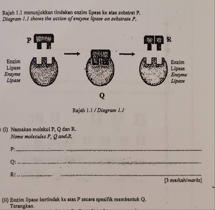 Rajah 1.1 menunjukkan tindakan enzim lipase ke atas substrat P. 
Diagram 1.1 shows the action of enzyme lipase on substrate P. 
Rajah 1.1 / Diagram 1.1 
(i) Namakan molekul P, Q dan R. 
Name molecules P, Q and· R.
P :_
Q :_
R :_ 
_ 
[3 markah/marks] 
(ii) Enzim lipase bertindak ke atas P secara spesifik membentuk Q. 
Terangkan.