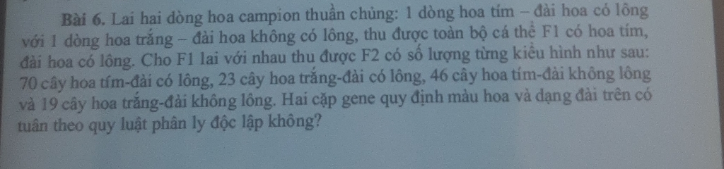 Lai hai dòng hoa campion thuần chủng: 1 dòng hoa tím - đài hoa có lông 
với 1 dòng hoa trắng - đài hoa không có lông, thu được toàn bộ cá thể F1 có hoa tím, 
đài hoa có lông. Cho F1 lai với nhau thu được F2 có số lượng từng kiểu hình như sau:
70 cây hoa tím-đài có lông, 23 cây hoa trắng-đài có lông, 46 cây hoa tím-đài không lông 
và 19 cây hoa trắng-đài không lồng. Hai cặp gene quy định màu hoa và dạng đài trên có 
tuân theo quy luật phân ly độc lập không?