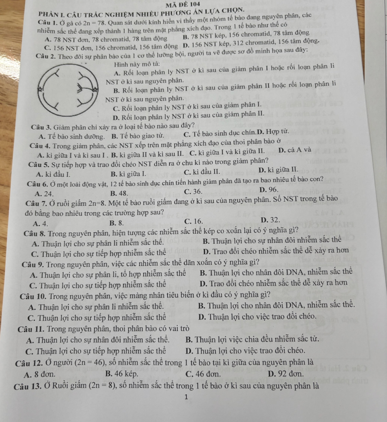 ã đè 104
phÀN I. CÂU trÁc nghiệm nhiềU phươnG án lựa chọn.
Câu 1. Ở gà có 2n=78. Quan sát dưới kính hiển vi thấy một nhóm tế bào đang nguyên phân, các
nhiễm sắc thể đang xếp thành 1 hàng trên mặt phẳng xích đạo. Trong 1 tế bào như thế có
A. 78 NST đơn, 78 chromatid, 78 tâm động B. 78 NST kép, 156 chromatid, 78 tâm động
C. 156 NST đơn, 156 chromatid, 156 tâm động D. 156 NST kép, 312 chromatid, 156 tâm động.
Câu 2. Theo đõi sự phân bào của 1 cơ thể lưỡng bội, người ta vẽ được sơ đồ minh họa sau đây:
Hình này mô tả:
A. Rối loạn phân ly NST ở kì sau của giảm phân I hoặc rối loạn phân li
NST ở kì sau nguyên phân.
B. Rối loạn phân ly NST ở kì sau của giảm phân II hoặc rối loạn phân li
NST ở kì sau nguyên phân.
C. Rối loạn phân ly NST ở kì sau của giảm phân I.
D. Rối loạn phân ly NST ở kì sau của giảm phân II.
Câu 3. Giảm phân chỉ xảy ra ở loại tế bào nào sau đây?
A. Tế bào sinh dưỡng. B. Tế bào giao tử. C. Tế bào sinh dục chín.D. Hợp tử.
Câu 4. Trong giảm phân, các NST xếp trên mặt phẳng xích đạo của thoi phân bào ở
A. kì giữa I và kì sau I . B. kì giữa II và kì sau II. C. kì giữa I và kì giữa II. D. cả A và
Câu 5. Sự tiếp hợp và trao đổi chéo NST diễn ra ở chu kì nào trong giảm phân?
A. kì đầu I. B. kì giữa I. C. kì đầu II. D. kì giữa II.
Câu 6. Ở một loài động vật, 12 tế bào sinh dục chín tiến hành giảm phân đã tạo ra bao nhiêu tế bào con?
A. 24. B. 48. C. 36. D. 96.
Câu 7. Ở ruồi giấm 2n=8 3. Một tế bào ruồi giấm đang ở kì sau của nguyên phân. Số NST trong tế bào
đó bằng bao nhiêu trong các trường hợp sau?
A. 4. B. 8. C. 16. D. 32.
Câu 8. Trong nguyên phân, hiện tượng các nhiễm sắc thể kép co xoắn lại có ý nghĩa gì?
A. Thuận lợi cho sự phân li nhiễm sắc thể. B. Thuận lợi cho sự nhân đôi nhiễm sắc thể
C. Thuận lợi cho sự tiếp hợp nhiễm sắc thể D. Trao đổi chéo nhiễm sắc thể dễ xảy ra hơn
Câu 9. Trong nguyên phân, việc các nhiễm sắc thể dãn xoắn có ý nghĩa gì?
A. Thuận lợi cho sự phân li, tổ hợp nhiễm sắc thể B. Thuận lợi cho nhân đôi DNA, nhiễm sắc thể
C. Thuận lợi cho sự tiếp hợp nhiễm sắc thể D. Trao đồi chéo nhiễm sắc thể dễ xảy ra hơn
Câu 10. Trong nguyên phân, việc màng nhân tiêu biến ở kì đầu có ý nghĩa gì?
A. Thuận lợi cho sự phân li nhiễm sắc thể.  B. Thuận lợi cho nhân đôi DNA, nhiễm sắc thể.
C. Thuận lợi cho sự tiếp hợp nhiễm sắc thể D. Thuận lợi cho việc trao đổi chéo.
Câu 11. Trong nguyên phân, thoi phân bào có vai trò
A. Thuận lợi cho sự nhân đôi nhiễm sắc thể. B. Thuận lợi việc chia đều nhiễm sắc tử.
C. Thuận lợi cho sự tiếp hợp nhiễm sắc thể D. Thuận lợi cho việc trao đổi chéo.
Câu 12. Ở người (2n=46) , số nhiễm sắc thể trong 1 tế bào tại kì giữa của nguyên phân là
A. 8 đơn. B. 46 kép. C. 46 đơn. D. 92 đơn.
Câu 13. Ở Ruồi giấm (2n=8) , số nhiễm sắc thể trong 1 tế bào ở kì sau của nguyên phân là
1