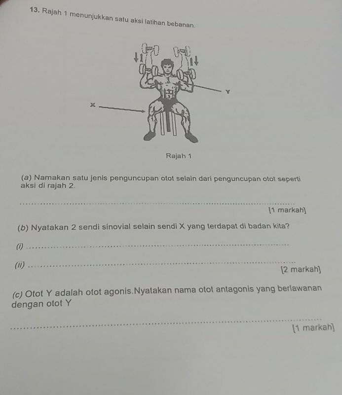 Rajah 1 menunjukkan satu aksi latihan bebanan. 
(a) Namakan satu jenis penguncupan otot selain dari penguncupan otot seperti 
aksi di rajah 2. 
_ 
[1 markah] 
(b) Nyatakan 2 sendi sinovial selain sendi X yang terdapat di badan kita? 
(i) 
_ 
(ii) 
_ 
[2 markah] 
(c) Otot Y adalah otot agonis.Nyatakan nama otot antagonis yang berlawanan 
dengan otot Y
_ 
[1 markah]