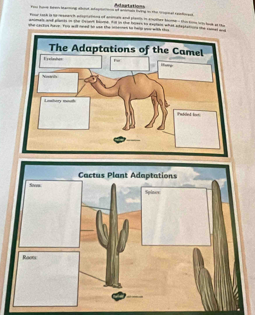 Adaptations 
You have been learning about adaptations of animals living in the tropical rainforest. 
Your task is to research adaptations of animals and plants in another biome - this time lets look at the 
animals and plants in the Desert biome. Fill in the boxes to explain what adaptations the camel a 
the cactus have. You will need to use the internet to help you with this