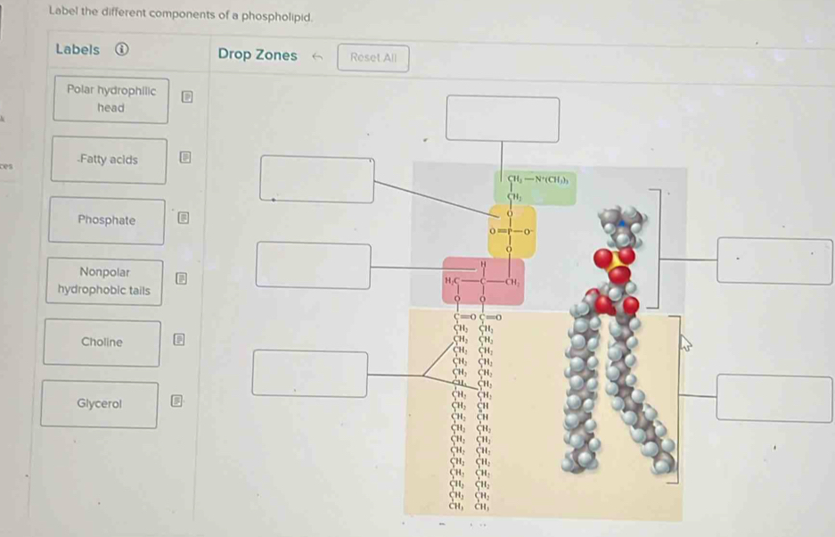 Solved: Label the different components of a phospholipid. Labels Drop ...