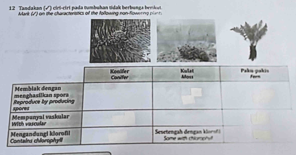 Tandakan (✓) ciri-ciri pada tumbuhan tidak berbunga berıkut. 
Mark (✓) on the characteristics of the following non-flowering plants