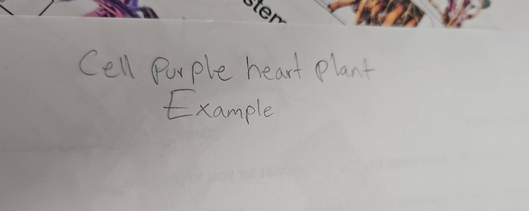 Cell Purple heart plant 
Example