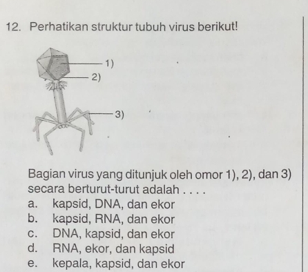 Perhatikan struktur tubuh virus berikut!
Bagian virus yang ditunjuk oleh omor 1), 2), dan 3)
secara berturut-turut adalah . . . .
a. kapsid, DNA, dan ekor
b. kapsid, RNA, dan ekor
c. DNA, kapsid, dan ekor
d. RNA, ekor, dan kapsid
e. kepala, kapsid, dan ekor