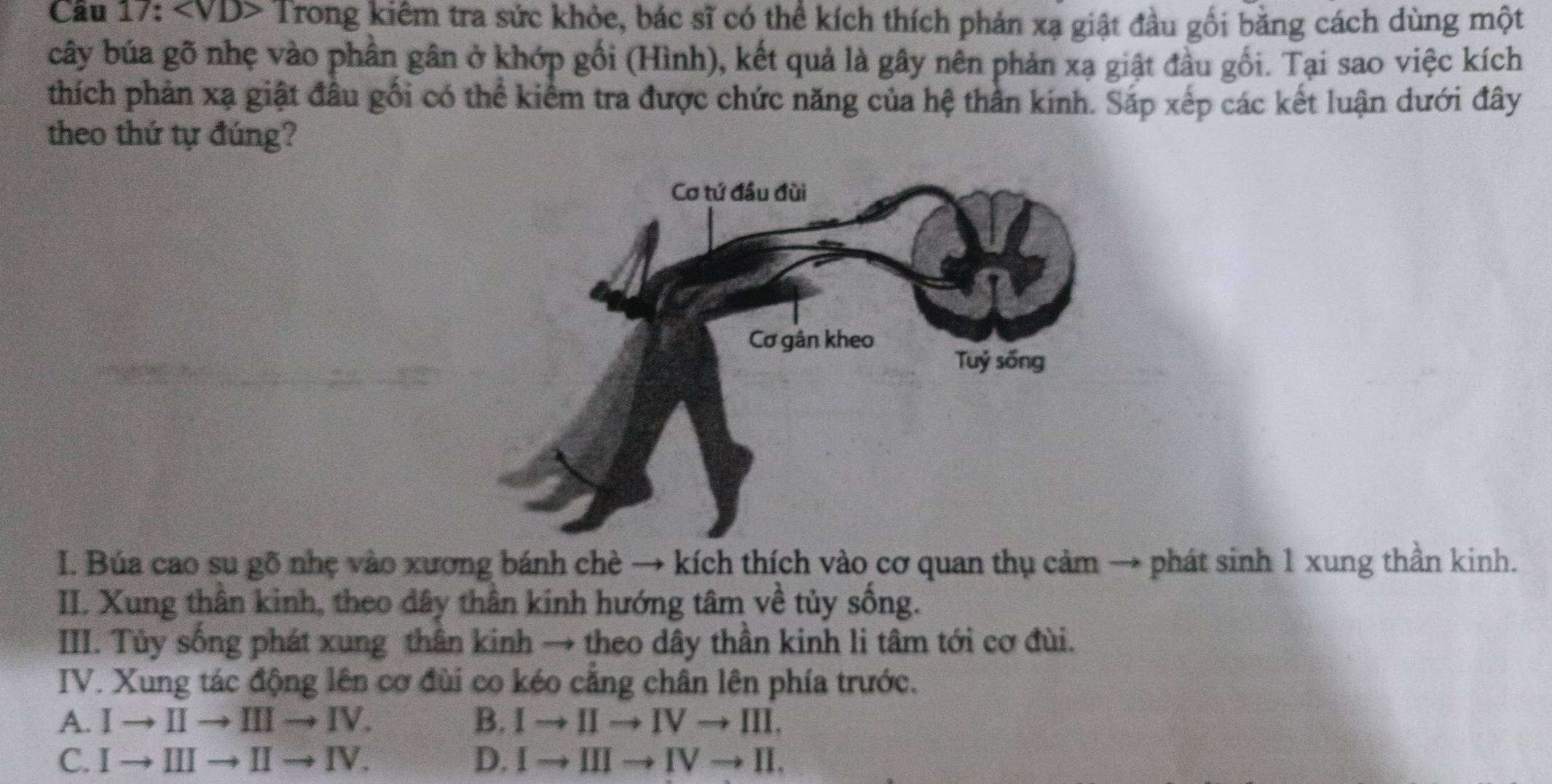 ∠ VDS Trong kiểm tra sức khỏe, bác sĩ có thể kích thích phản xạ giật đầu gối bằng cách dùng một
cây búa gõ nhẹ vào phần gân ở khớp gối (Hình), kết quả là gây nên phản xạ giật đầu gối. Tại sao việc kích
thích phản xạ giật đầu gối có thể kiểm tra được chức năng của hệ thằn kinh. Sắp xếp các kết luận dưới đây
theo thứ tự đúng?
I. Búa cao su gõ nhẹ vào xương bánh chè → kích thích vào cơ quan thụ cảm → phát sinh 1 xung thần kinh.
II. Xung thân kinh, theo dây thân kinh hướng tâm về tủy sống.
III. Tủy sống phát xung thân kinh → theo dây thần kinh li tâm tới cơ đùi.
IV. Xung tác động lên cơ đùi co kéo cẳng chân lên phía trước.
A. Ito IIto IIIto IV. B. Ito IIto IVto III.
C. Ito IIIto IIto IV. D. Ito IIIto IVto II.