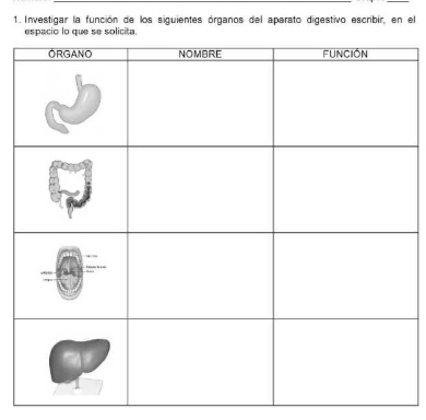 Investigar la función de los siguientes órganos del aparato digestivo escribir, en el 
espacio lo que se solicit