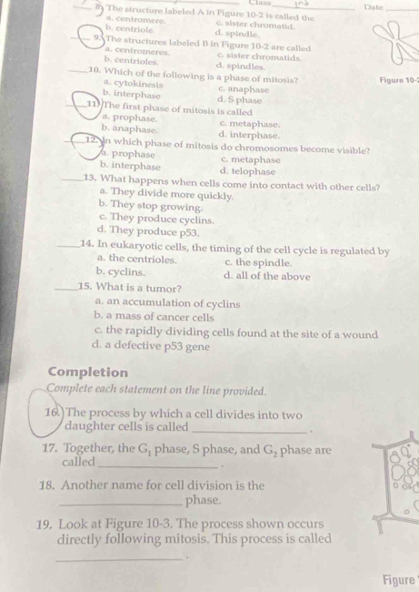 Class_ Date_
_ The structure labeled A in Figure 10-2 is called the c. sister chromatid.
a. centromere.
b. centriole. d. spindle.
_9. The structures labeled B in Figure 10-2 are called
a. centromeres c. sister chromatids.
b. centrioles d. spindles.
_10. Which of the following is a phase of mitosis? Figure 10-
a. cytokinesis c. anaphase
b. interphase d. S phase
_11 The first phase of mitosis is called
a. prophase. c. metaphase.
b. anaphase. d. interphase.
12. In which phase of mitosis do chromosomes become visible?. prophase c. metaphase
b. interphase d. telophase
_13. What happens when cells come into contact with other cells?
a. They divide more quickly.
b. They stop growing.
c. They produce cyclins.
d. They produce p53.
_14. In eukaryotic cells, the timing of the cell cycle is regulated by
a. the centrioles. c. the spindle.
b. cyclins. d. all of the above
_15. What is a tumor?
a. an accumulation of cyclins
b. a mass of cancer cells
c. the rapidly dividing cells found at the site of a wound
d. a defective p53 gene
Completion
Complete each statement on the line provided.
16.)The process by which a cell divides into two
daughter cells is called_
17. Together, the G_1 phase, S phase, and G_2 phase are
called_
.
18. Another name for cell division is the
_phase.
19. Look at Figure 10-3. The process shown occurs
directly following mitosis. This process is called
_.
Figure