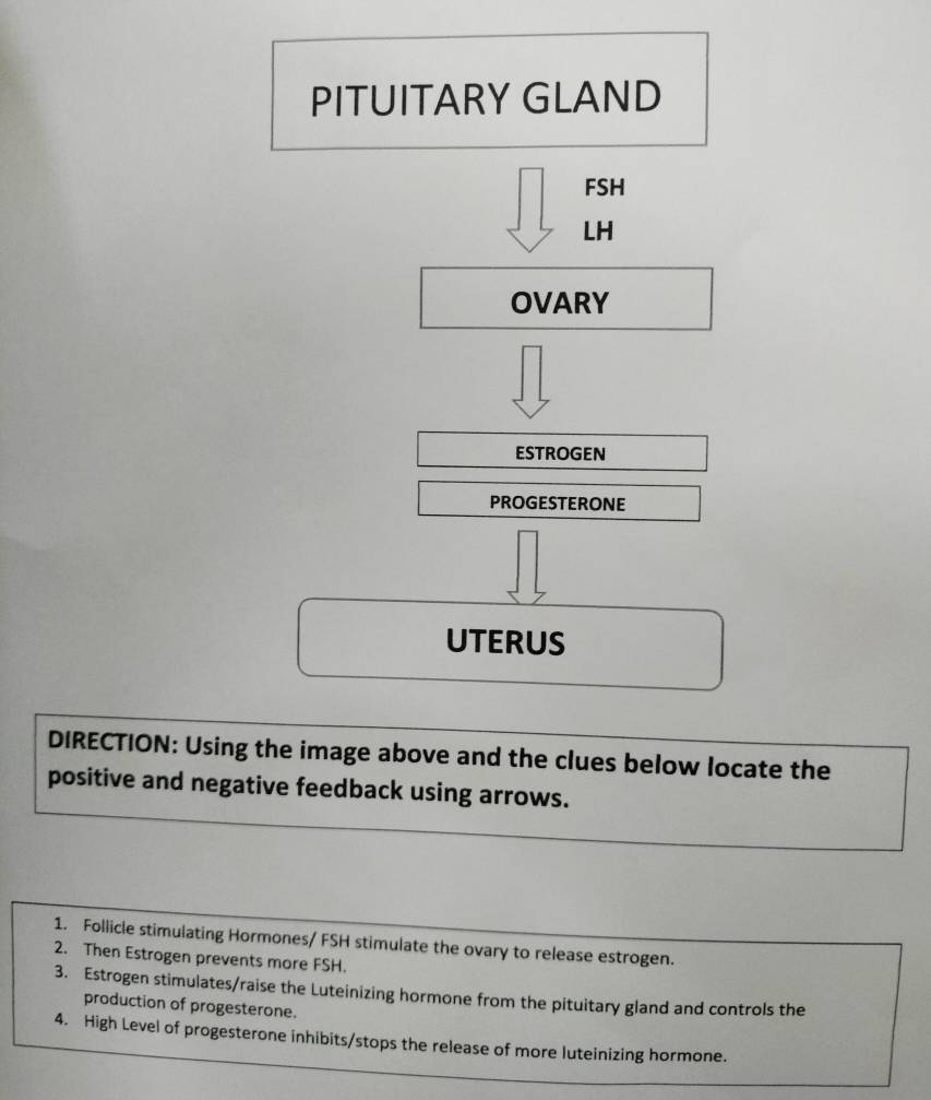 PITUITARY GLAND 
FSH 
sqrt()_Z LH 
OVARY 
ESTROGEN 
PROGESTERONE 
UTERUS 
DIRECTION: Using the image above and the clues below locate the 
positive and negative feedback using arrows. 
1. Follicle stimulating Hormones/ FSH stimulate the ovary to release estrogen. 
2. Then Estrogen prevents more FSH. 
3. Estrogen stimulates/raise the Luteinizing hormone from the pituitary gland and controls the 
production of progesterone. 
4. High Level of progesterone inhibits/stops the release of more luteinizing hormone.