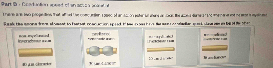 Conduction speed of an action potential
There are two properties that affect the conduction speed of an action potential along an axon: the axon's diameter and whether or not the axon is myelinated
Rank the axons from slowest to fastest conduction speed. If two axons have the same conduction speed, place one on top of the other.
non-myelinated non-myelinated
invertebrate axon invertebrate axon non-myelinated invertebrate axon
20 μm diameter 30 μm diameter
40 µm diameter