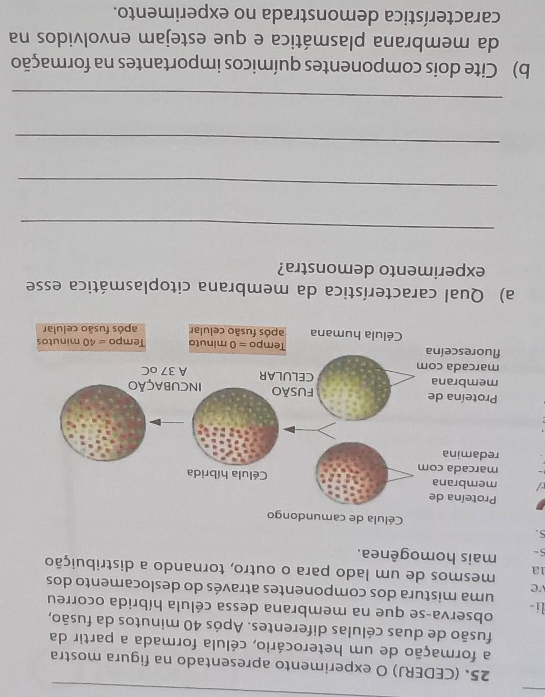 (CEDERJ) O experimento apresentado na figura mostra
a formação de um heterocário, célula formada a partir da
fusão de duas células diferentes. Após 40 minutos da fusão,
observa-se que na membrana dessa célula híbrida ocorreu
li- uma mistura dos componentes através do deslocamento dos
ve
mesmos de um lado para o outro, tornando a distribuição
1a
S- mais homogênea.
S.
 
a) Qual característica da membrana citoplasmática esse
experimento demonstra?
_
_
_
_
b) Cite dois componentes químicos importantes na formação
da membrana plasmática e que estejam envolvidos na
característica demonstrada no experimento.