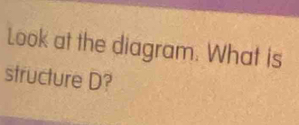 Look at the diagram. What is 
structure D?