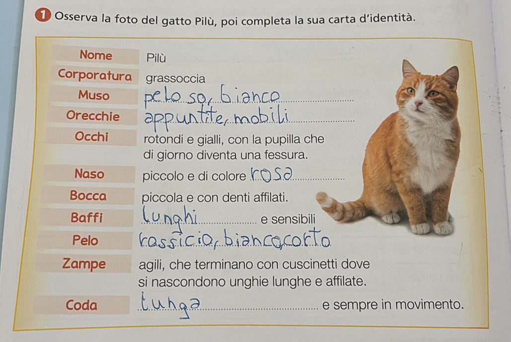 Osserva la foto del gatto Pilù, poi completa la sua carta d’identità. 
Nome Pilù 
Corporatura grassoccia 
Muso 
_ 
Orecchie_ 
Occhi rotondi e gialli, con la pupilla c 
di giorno diventa una fessura. 
Naso piccolo e di colore_ 
Bocca piccola e con denti affilati. 
Baffi _e sensibil 
Pelo 
_ 
Zampe agili, che terminano con cuscinetti dove 
si nascondono unghie lunghe e affilate. 
Coda _e sempre in movimento.