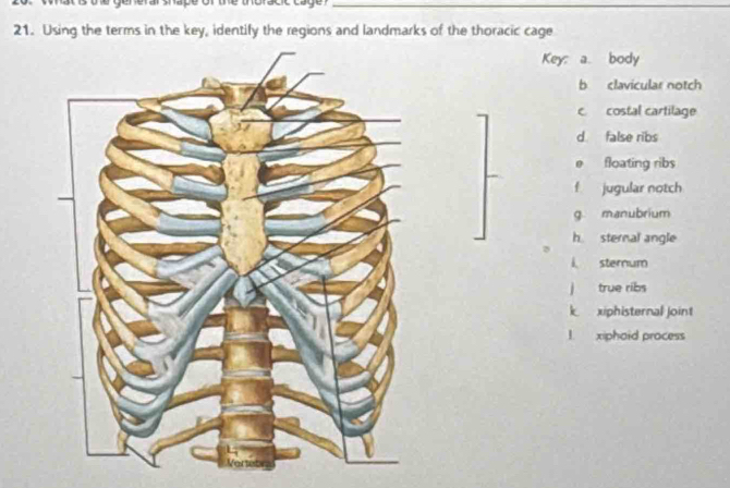 Using the terms in the key, identify the regions and landmarks of the thoracic cage
Key: a. body
b clavicular notch
c. costal cartilage
d false ribs
e floating ribs
f jugular notch
g manubrium
h. sternal angle
i sternum
j true ribs
k xiphisternal joint
! xiphaid process