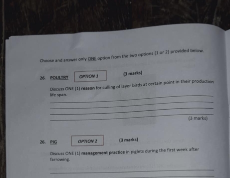 Choose and answer only ONE option from the two options (1 or 2) provided below. 
26. POULTRY OPTION 1 (3 marks) 
Discuss ONE (1) reason for culling of layer birds at certain point in their production 
life span. 
_ 
_ 
_ 
(3 marks) 
26. PIG OPTION 2 (3 marks) 
Discuss ONE (1) management practice in piglets during the first week after 
farrowing. 
_ 
_