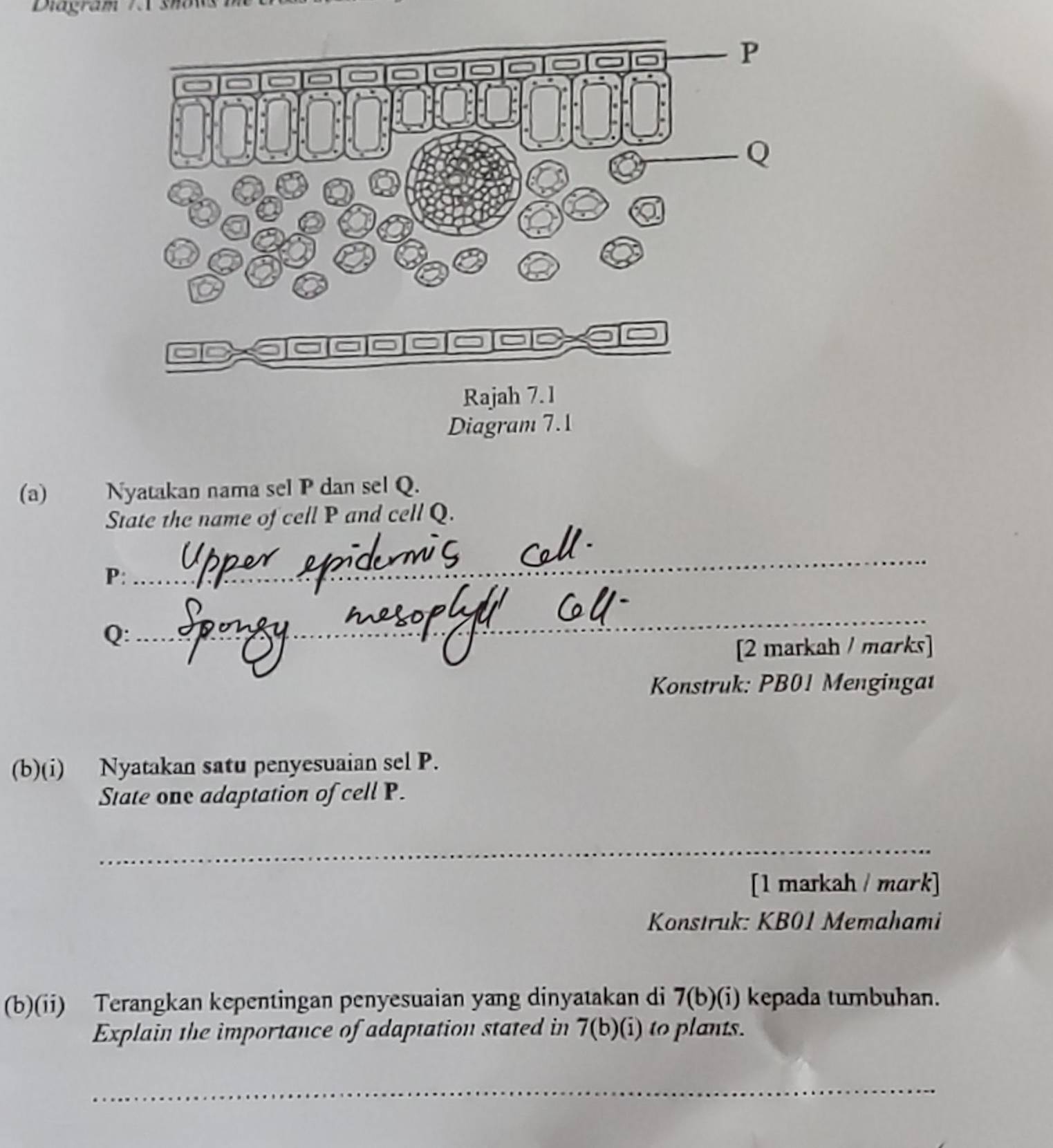 Diagram
(a) Nyatakan nama sel P dan sel Q.
State the name of cell P and cell Q.
P:
_
Q:
_
[2 markah / marks]
Konstruk: PB01 Mengingat
(b)(i) Nyatakan satu penyesuaian sel P.
State one adaptation of cell P.
_
[1 markah / mark]
Konstruk: KB01 Memahami
(b)(ii) Terangkan kepentingan penyesuaian yang dinyatakan di 7(b)(i) kepada tumbuhan.
Explain the importance of adaptation stated in 7(b)(i) to plants.
_