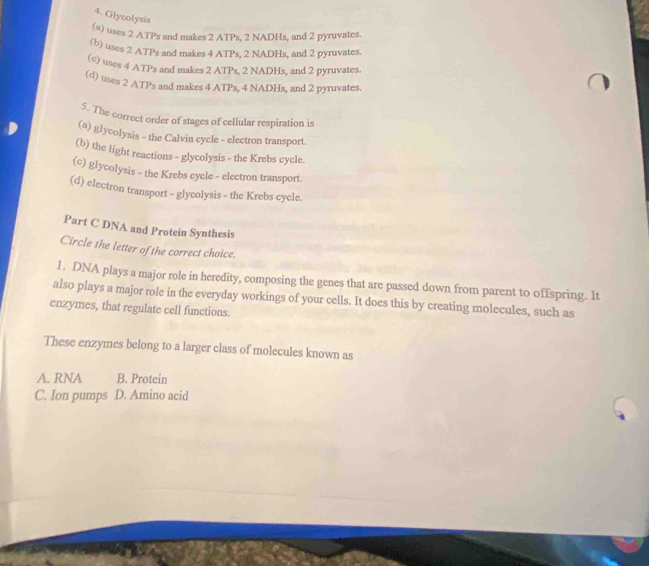 Glycolysis
(a) uses 2 ATPs and makes 2 ATPs, 2 NADHs, and 2 pyruvates.
(b) uses 2 ATPs and makes 4 ATPs, 2 NADHs, and 2 pyruvates.
(c) uses 4 ATPs and makes 2 ATPs, 2 NADHs, and 2 pyruvates.
(d) uses 2 ATPs and makes 4 ATPs, 4 NADHs, and 2 pyruvates.
5. The correct order of stages of cellular respiration is
(a) glycolysis - the Calvin cycle - electron transport.
(b) the light reactions - glycolysis - the Krebs cycle.
(c) glycolysis - the Krebs cycle - electron transport.
(d) electron transport - glycolysis - the Krebs cyele.
Part C DNA and Protein Synthesis
Circle the letter of the correct choice.
1. DNA plays a major role in heredity, composing the genes that are passed down from parent to offspring. It
also plays a major role in the everyday workings of your cells. It does this by creating molecules, such as
enzymes, that regulate cell functions.
These enzymes belong to a larger class of molecules known as
A. RNA B. Protein
C. Ion pumps D. Amino acid