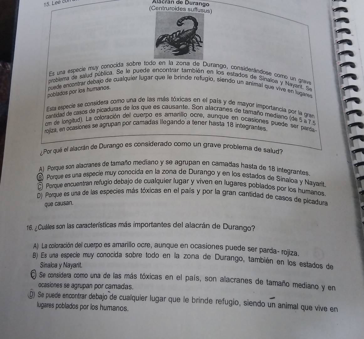 Lee con
Alacrán de Durango
(Centruroides suffusus)
Es una especie muy conocida sobre todo en la zona de Durango, considerándose como un grave
problema de salud pública. Se le puede encontrar también en los estados de Sinaloa y Nayarit. Se
puede encontrar debajo de cualquier lugar que le brinde refugio, siendo un animal que vive en lugares
poblados por los humanos.
Esta especie se considera como una de las más tóxicas en el país y de mayor importancia por la gran
cantidad de casos de picaduras de los que es causante. Son alacranes de tamaño mediano (de 5 a 7.5
cm de longitud). La coloración del cuerpo es amarillo ocre, aunque en ocasiones puede ser parda-
rojiza, en ocasiones se agrupan por camadas llegando a tener hasta 18 integrantes.
¿Por qué el alacrán de Durango es considerado como un grave problema de salud?
A) Porque son alacranes de tamaño mediano y se agrupan en camadas hasta de 18 integrantes.
B Porque es una especie muy conocida en la zona de Durango y en los estados de Sinaloa y Nayarit.
◎ Porque encuentran refugio debajo de cualquier lugar y viven en lugares poblados por los humanos.
D) Porque es una de las especies más tóxicas en el país y por la gran cantidad de casos de picadura
que causan.
16. ¿Cuáles son las características más importantes del alacrán de Durango?
A) La coloración del cuerpo es amarillo ocre, aunque en ocasiones puede ser parda- rojiza
B) Es una especie muy conocida sobre todo en la zona de Durango, también en los estados de
Sinaloa y Nayarit.
Se considera como una de las más tóxicas en el país, son alacranes de tamaño mediano y en
ocasiones se agrupan por camadas.
D) Se puede encontrar debajo de cualquier lugar que le brinde refugio, siendo un animal que vive en
lugares poblados por los humanos.