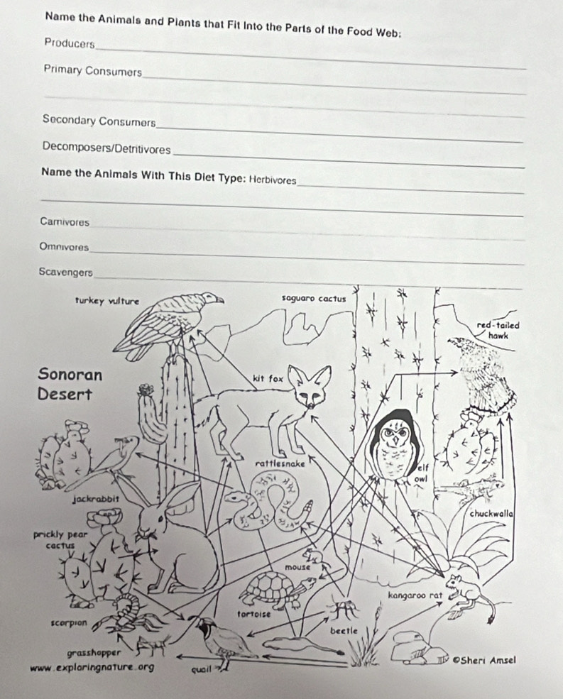 Name the Animals and Piants that Fit Into the Parts of the Food Web; 
_ 
Producers 
_ 
Primary Consumers 
_ 
_ 
Secondary Consumers 
_ 
Decomposers/Detritivores 
_ 
Name the Animals With This Diet Type: Herbivores 
_ 
Camivores 
_ 
_ 
Omnivores 
_