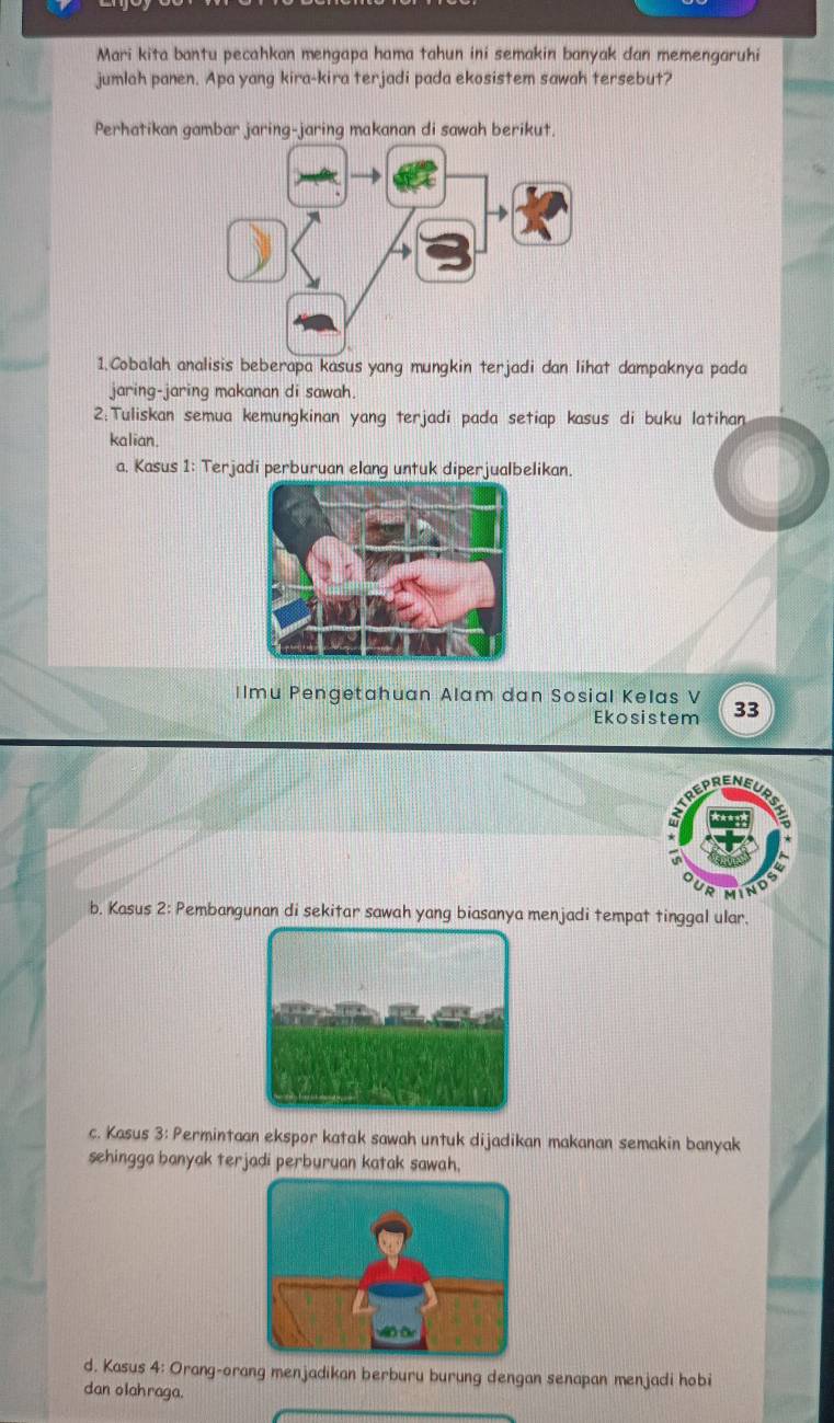 Mari kita bantu pecahkan mengapa hama tahun ini semakin banyak dan memengaruhi
jumlah panen. Apa yang kira-kira terjadi pada ekosistem sawah tersebut?
Perhatikan gambar jaring-jaring makanan di sawah berikut.
1.Cobalah analisis beberapa kasus yang mungkin terjadi dan lihat dampaknya pada
jaring-jaring makanan di sawah.
2:Tuliskan semua kemungkinan yang terjadi pada setiap kasus di buku latihan
kalian.
a. Kasus 1: Terjadi perburuan elang untuk diperjualbelikan.
Ilmu Pengetahuan Alam dan Sosial Kelas V 33
Ekosistem
E 
R MIN
b. Kasus 2: Pembangunan di sekitar sawah yang biasanya menjadi tempat tinggal ular.
c. Kasus 3: Permintaan ekspor katak sawah untuk dijadikan makanan semakin banyak
sehingga banyak terjadi perburuan katak sawah.
d. Kasus 4: Orang-orang menjadikan berburu burung dengan senapan menjadi hobi
dan olah raga.