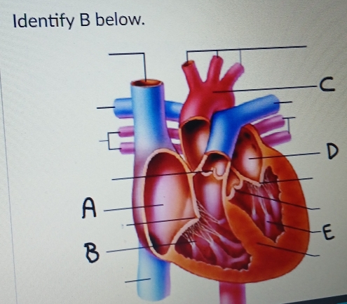 Identify B below.
D