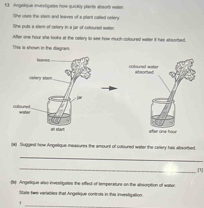 Angelique investigates how quickly plants absorb water. 
She uses the stem and leaves of a plant called celery. 
She puts a stem of celery in a jar of coloured water. 
After one hour she looks at the celery to see how much coloured water it has absorbed. 
This is shown in the diagram. 

(a) Suggest how Angelique measures the amount of coloured water the celery has absorbed. 
_ 
_ 
[1] 
(b) Angelique also investigates the effect of temperature on the absorption of water. 
State two variables that Angelique controls in this investigation. 
_1