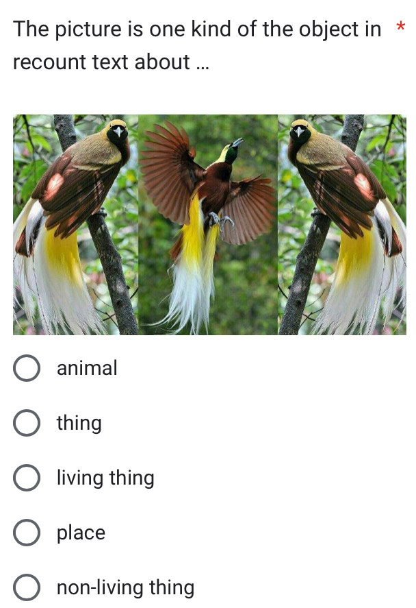 The picture is one kind of the object in *
recount text about ...
animal
thing
living thing
place
non-living thing