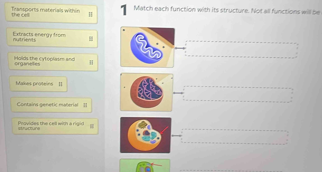 Transports materials within ;; 1 Match each function with its structure. Not all functions willl be 
the cell 
Extracts energy from 
nutrients 
Holds the cytoplasm and ;; 
organelles 
Makes proteins ‡ 
Contains genetic material = 
Provides the cell with a rigid 
structure