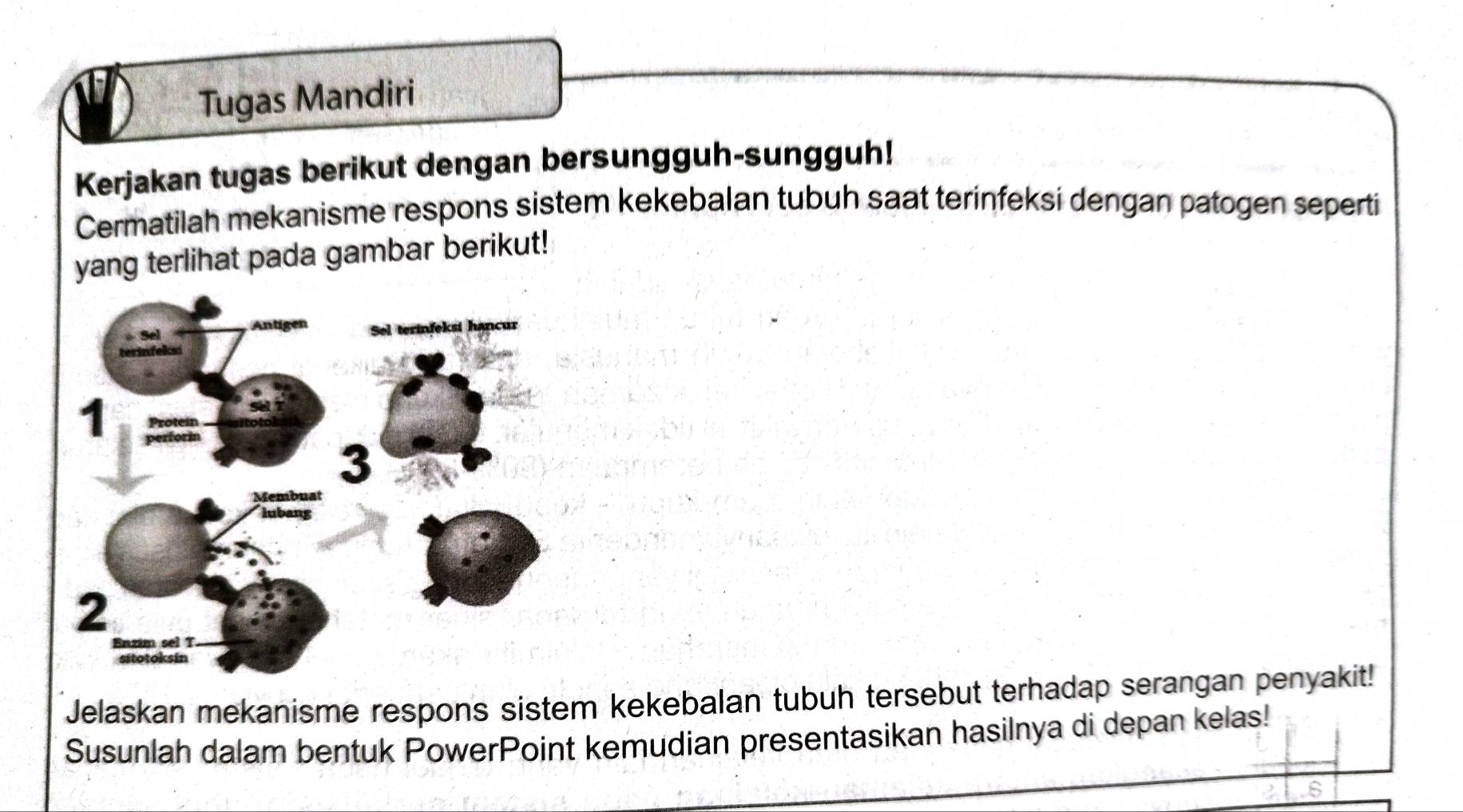 Tugas Mandiri 
Kerjakan tugas berikut dengan bersungguh-sungguh! 
Cermatilah mekanisme respons sistem kekebalan tubuh saat terinfeksi dengan patogen seperti 
yang terlihat pada gambar berikut! 
Jelaskan mekanisme respons sistem kekebalan tubuh tersebut terhadap serangan penyakit! 
Susunlah dalam bentuk PowerPoint kemudian presentasikan hasilnya di depan kelas! 
6