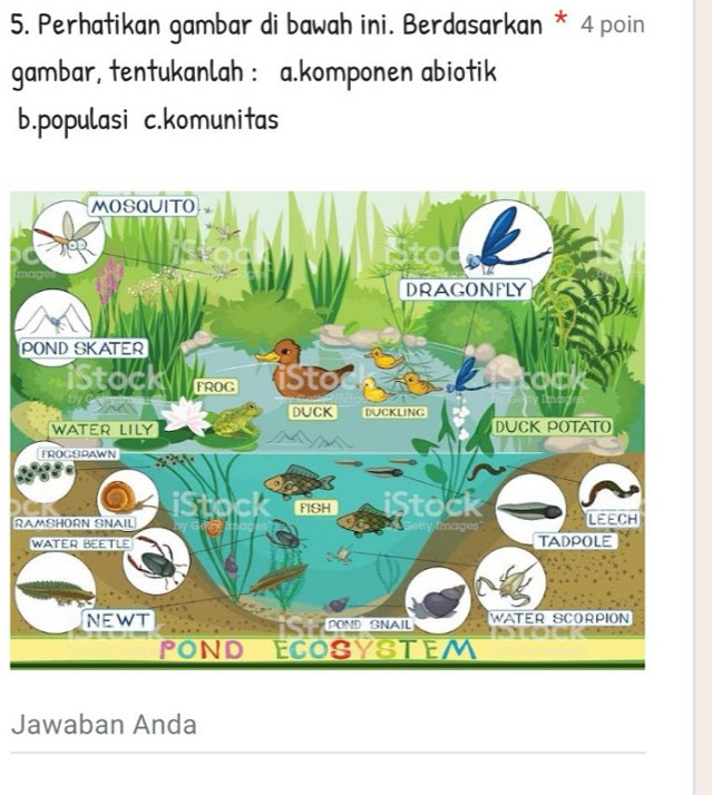 Perhatikan gambar di bawah ini. Berdasarkan * 4 poin 
gambar, tentukanlah : a.komponen abiotik 
b.populasi c.komunitas 
P 
RA 
Jawaban Anda